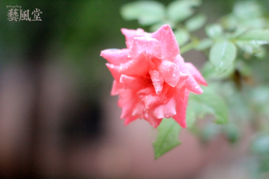 IMG_9593.jpg