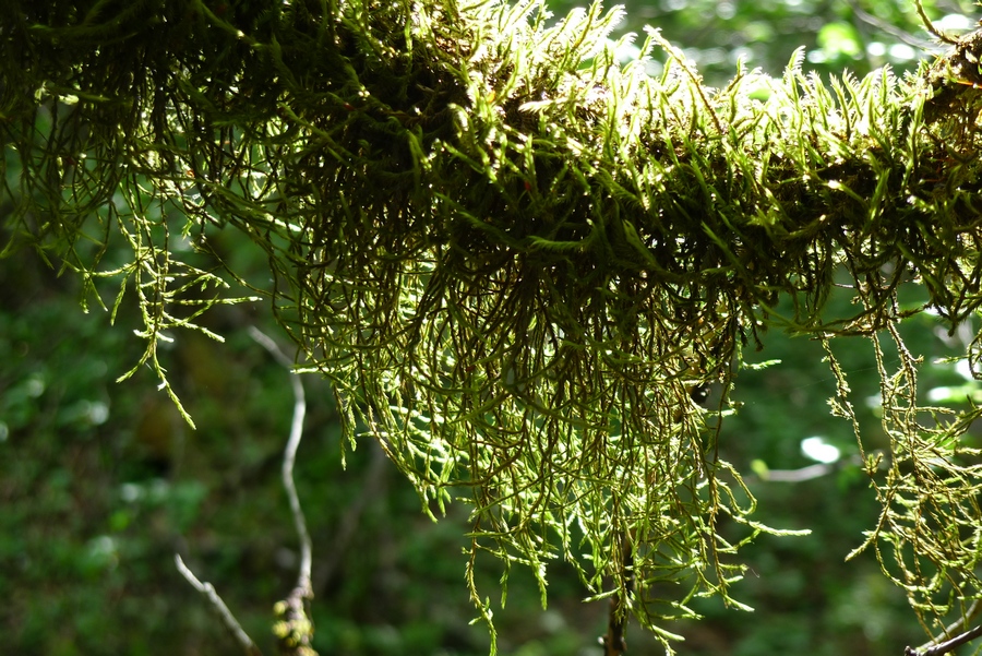 九寨 黄龙 (4).JPG