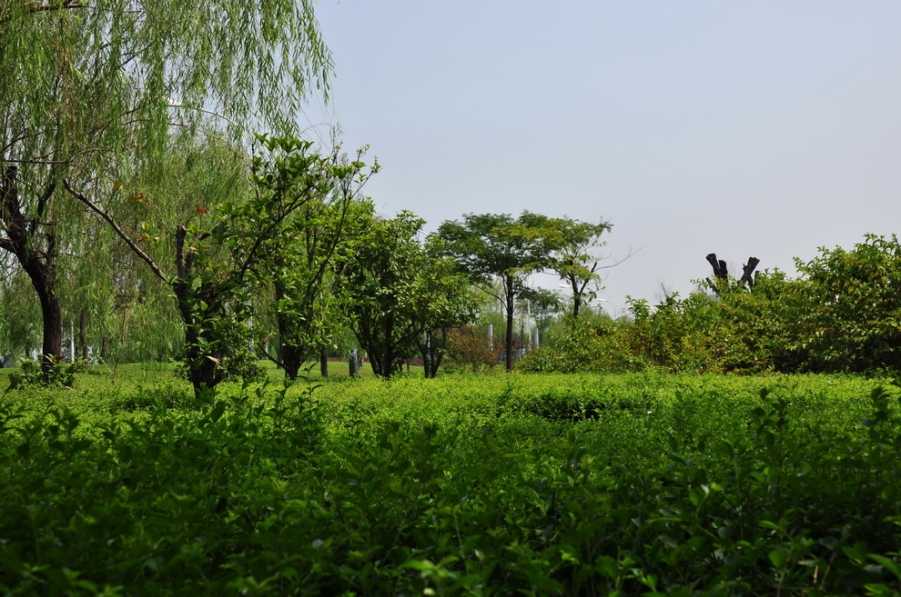 DSC_2462_8394.jpg