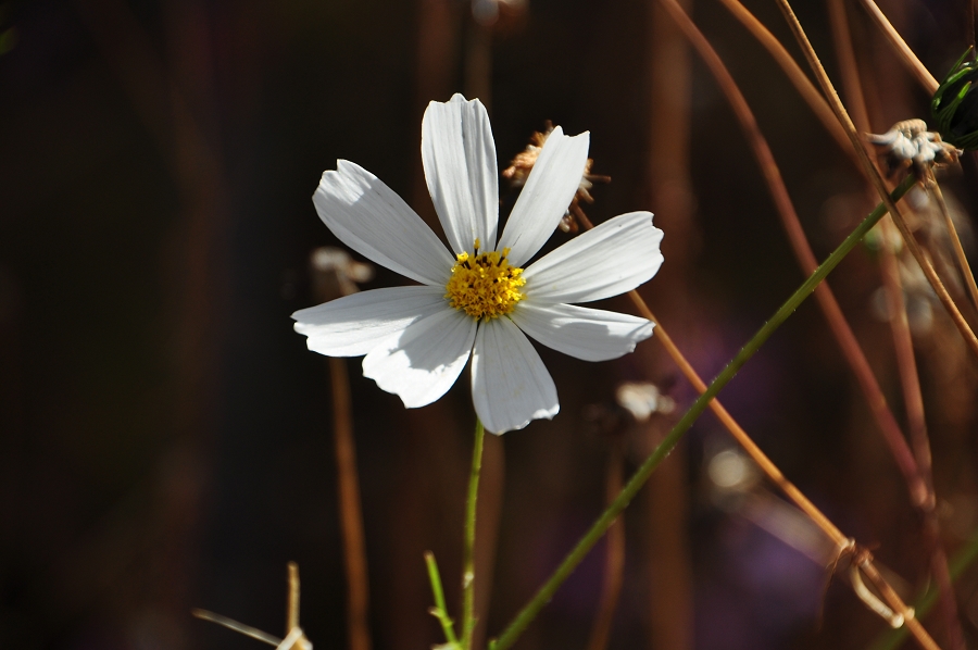 DSC_0423.jpg