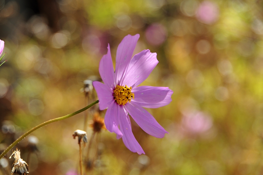 DSC_0424.jpg
