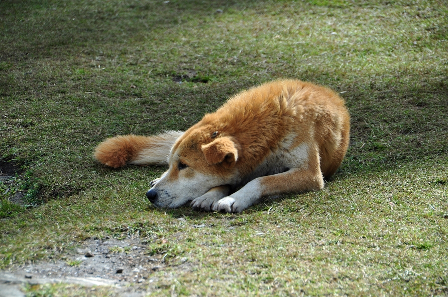 DSC_0427.jpg
