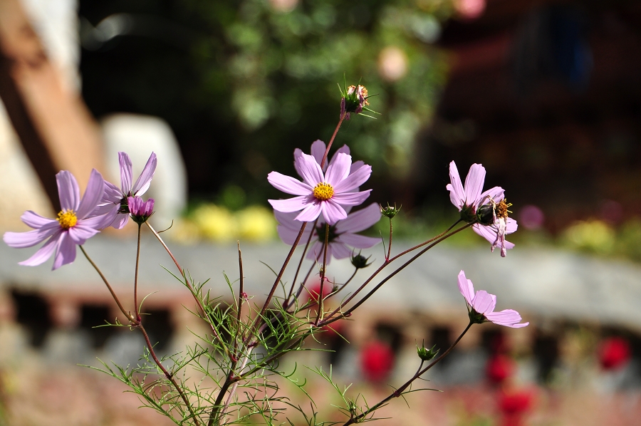 DSC_0452.jpg