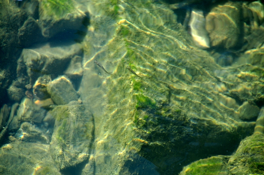 DSC_0466.jpg