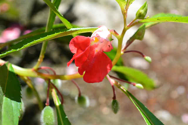 DSC_0098.jpg