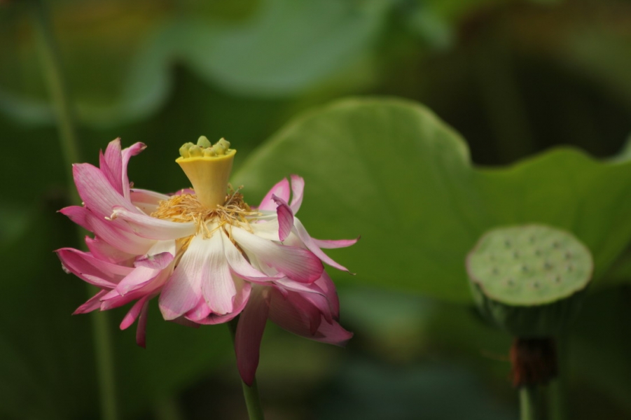 IMG_1568_调整大小.JPG