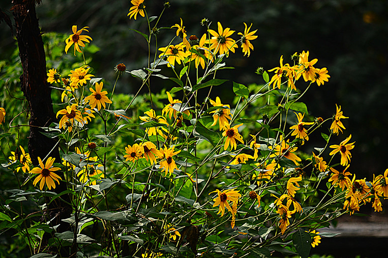 DSC_0942_副本.jpg