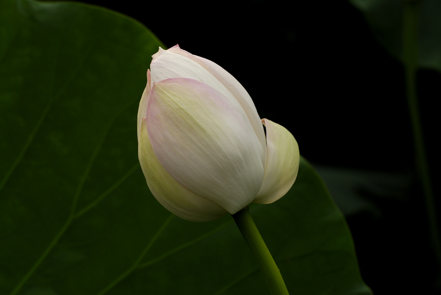 _DSC0008.jpg