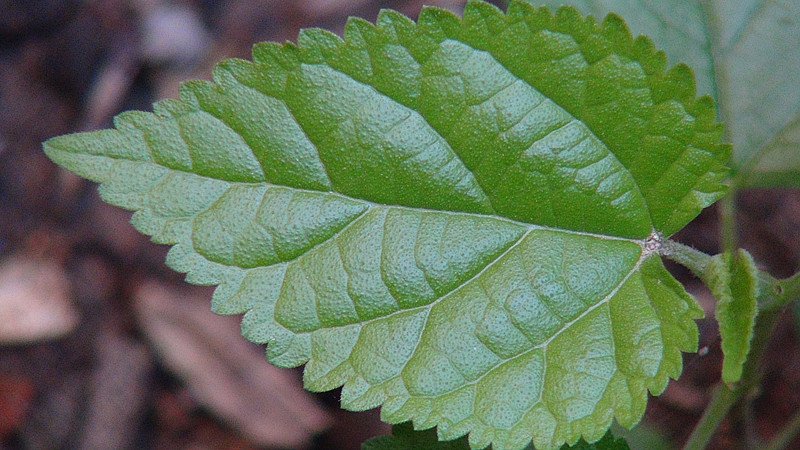 DSC00018_副本.jpg