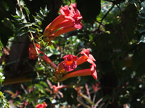 DSCF7023_副本.jpg