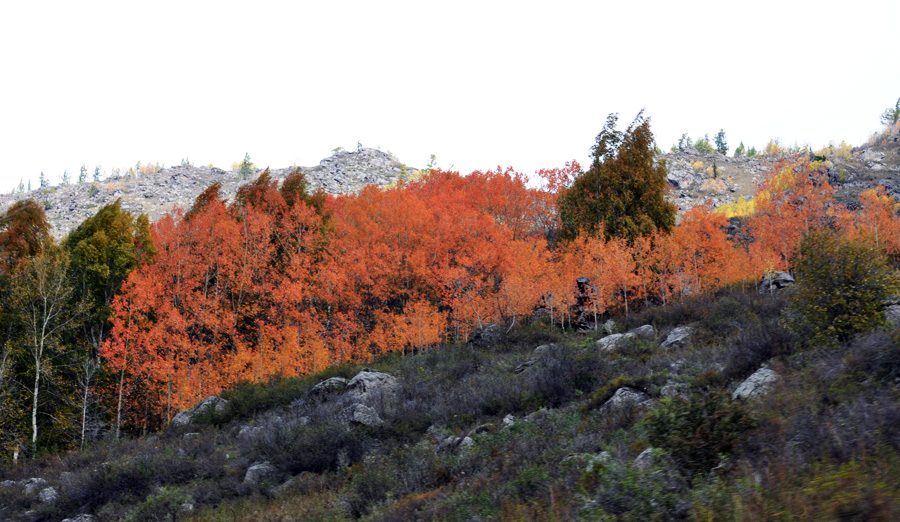 DSC_0762.jpg