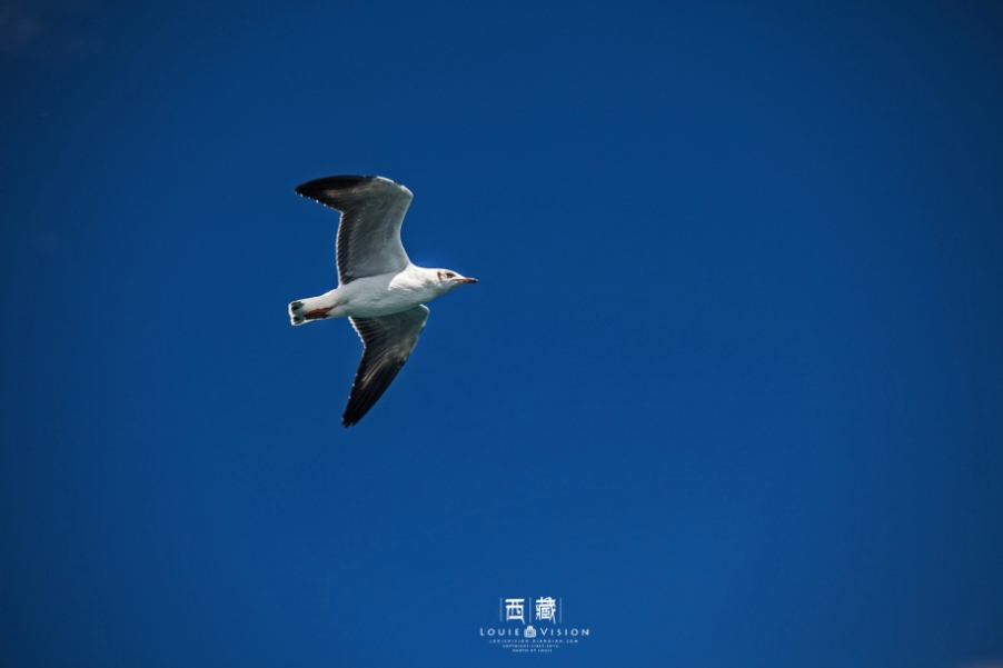 img1_src_6592483.jpg