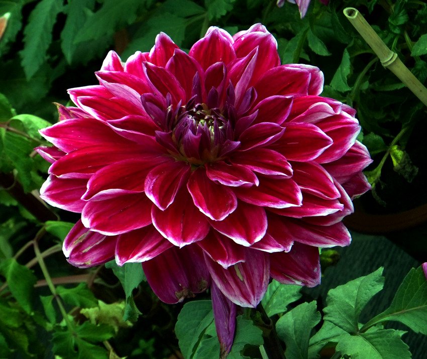 dscf4225_副本.jpg
