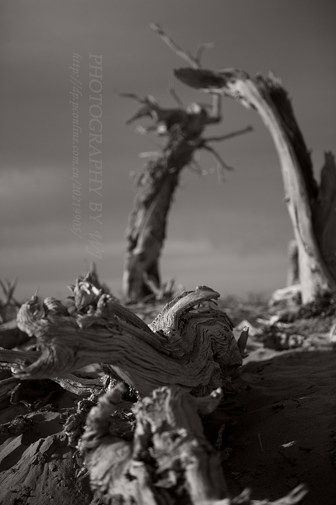_DSC9974.jpg