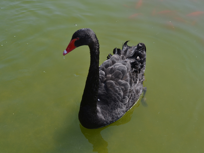 DSC_0123.jpg