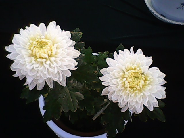IMG00074.jpg