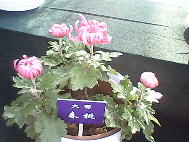 IMG00078.jpg