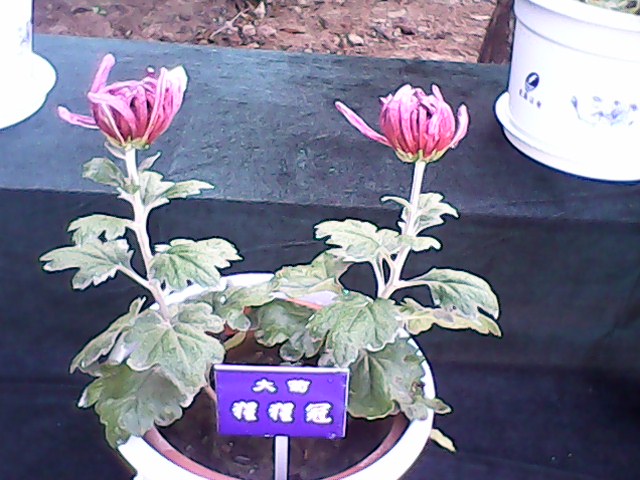 IMG00079.jpg