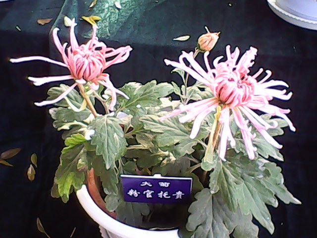 IMG00082.jpg