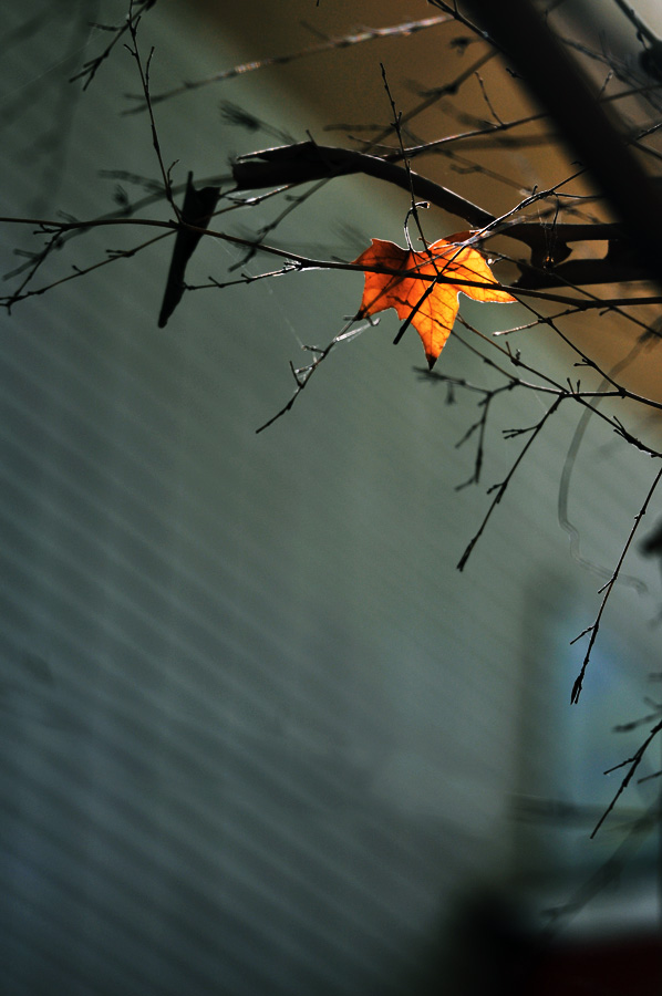 DSC_0036.JPG