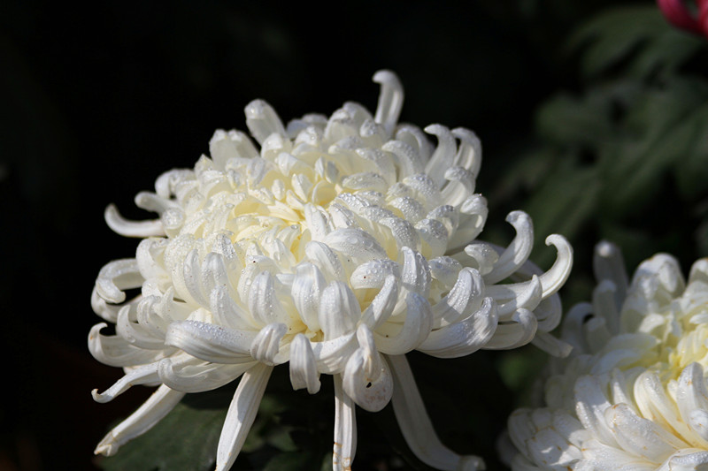 秋菊 038_副本.jpg