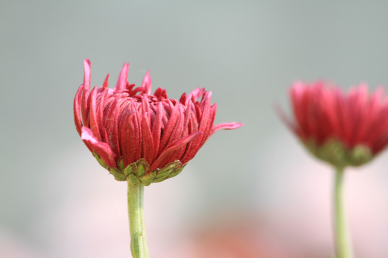 秋菊 138_副本.jpg