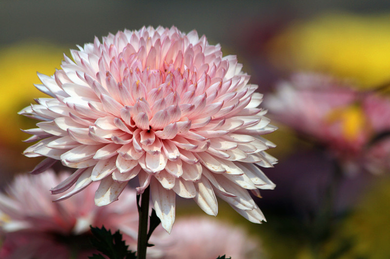 秋菊 139_副本.jpg