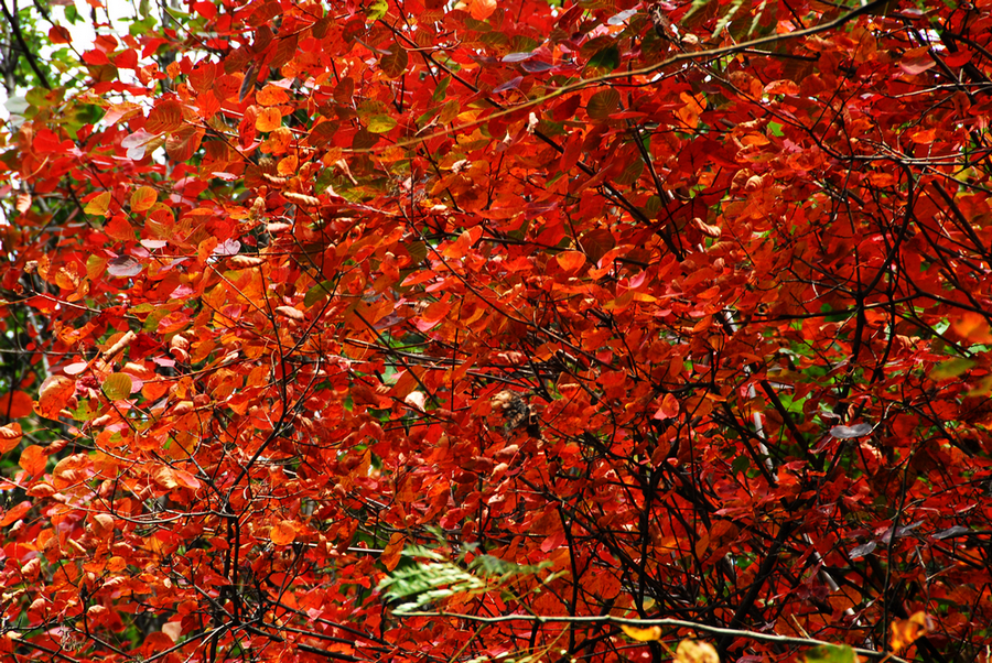 DSC_0012.JPG