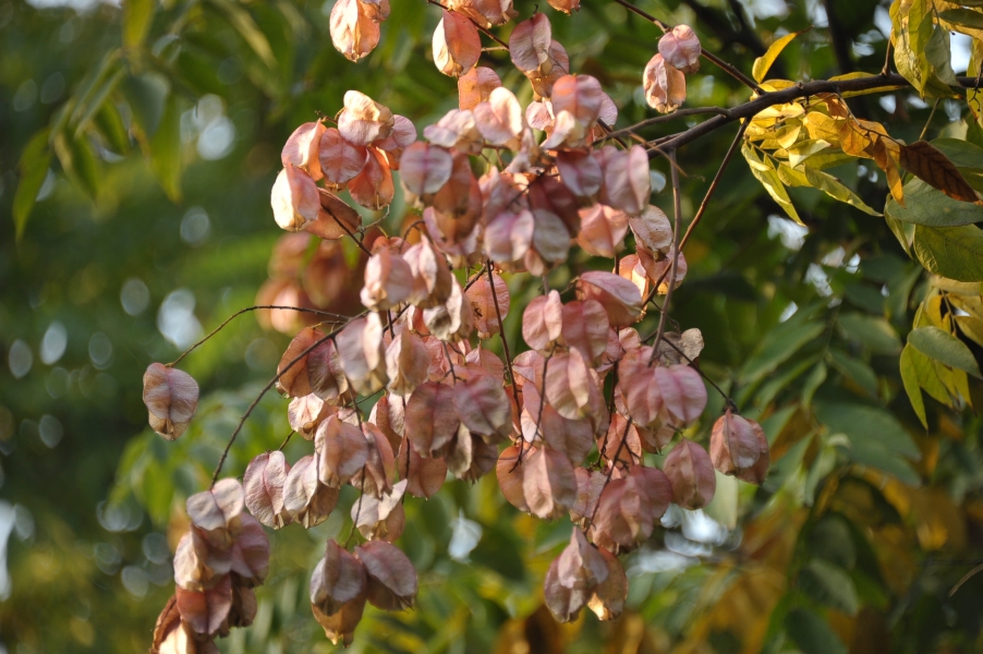 DSC_1604.JPG