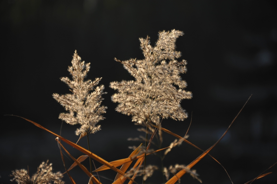 DSC_8720.JPG