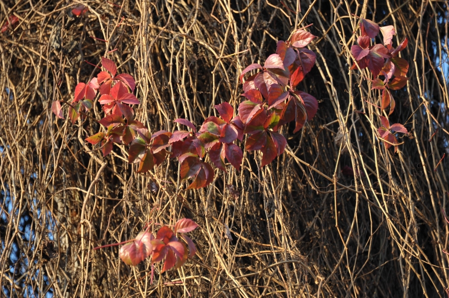 DSC_8896.JPG