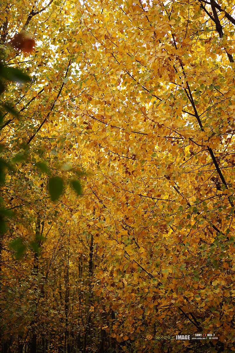 DSC07470a.jpg