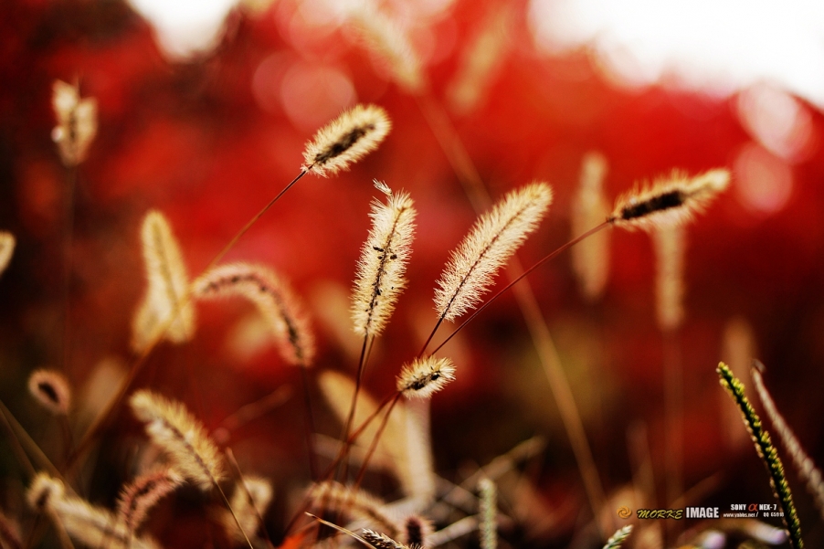 DSC07611a.jpg