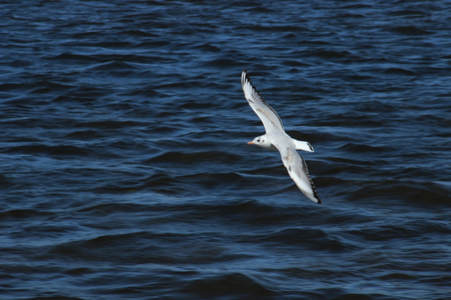 IMG_2444.jpg