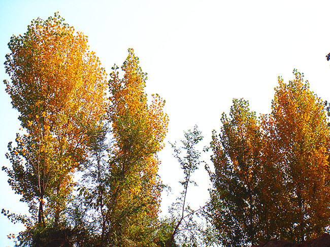 DSC09182_副本.jpg