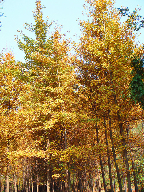 DSC09195_副本_副本.jpg