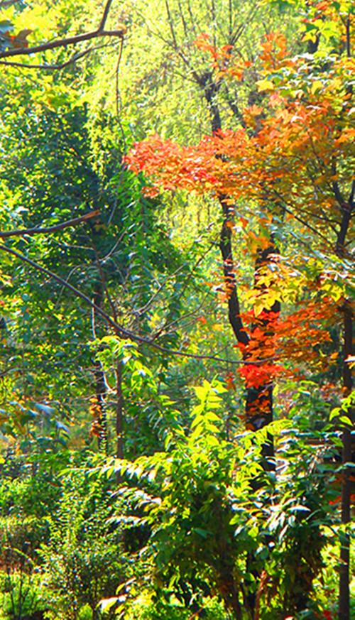 DSC09196_副本_副本.jpg