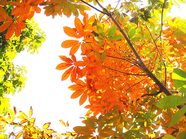 DSC09201_副本.jpg