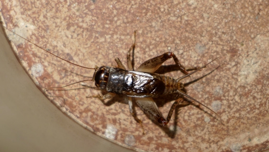 P1000076.JPG