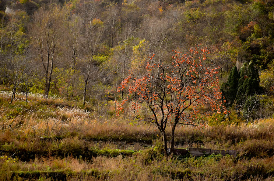 复件 DSC_0310.jpg