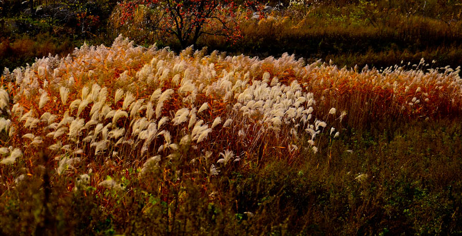 DSC_0305.jpg