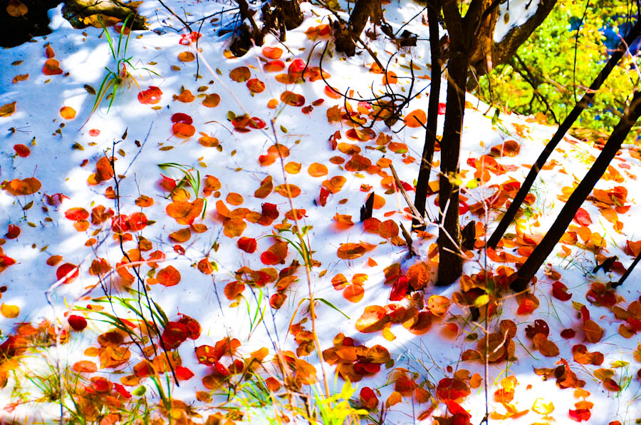 DSC_0404.jpg