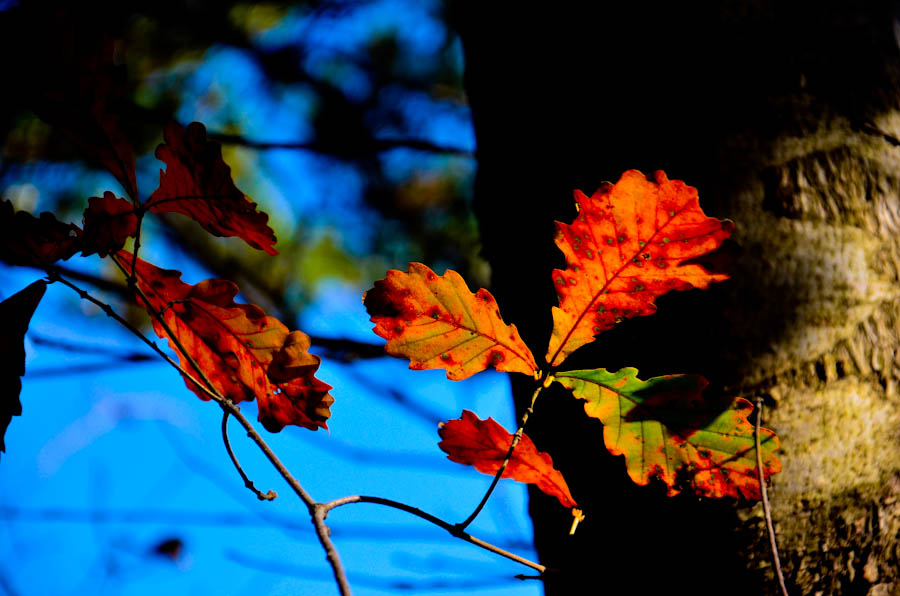 DSC_0408.jpg