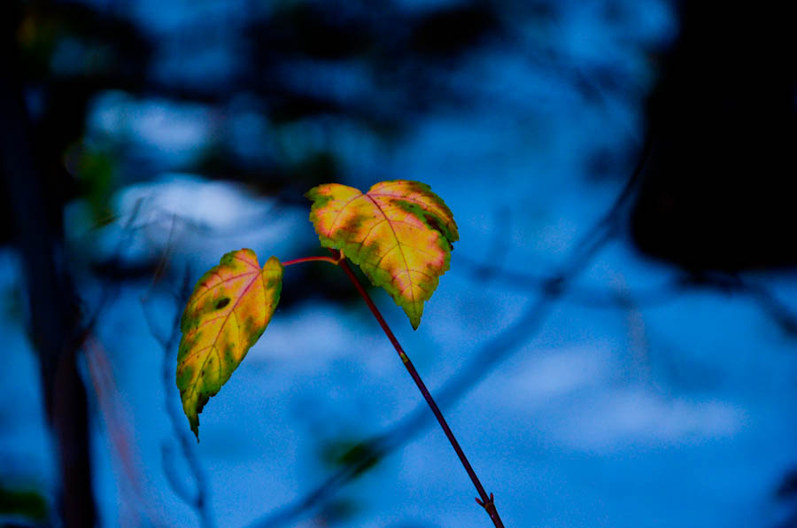 DSC_0410.jpg