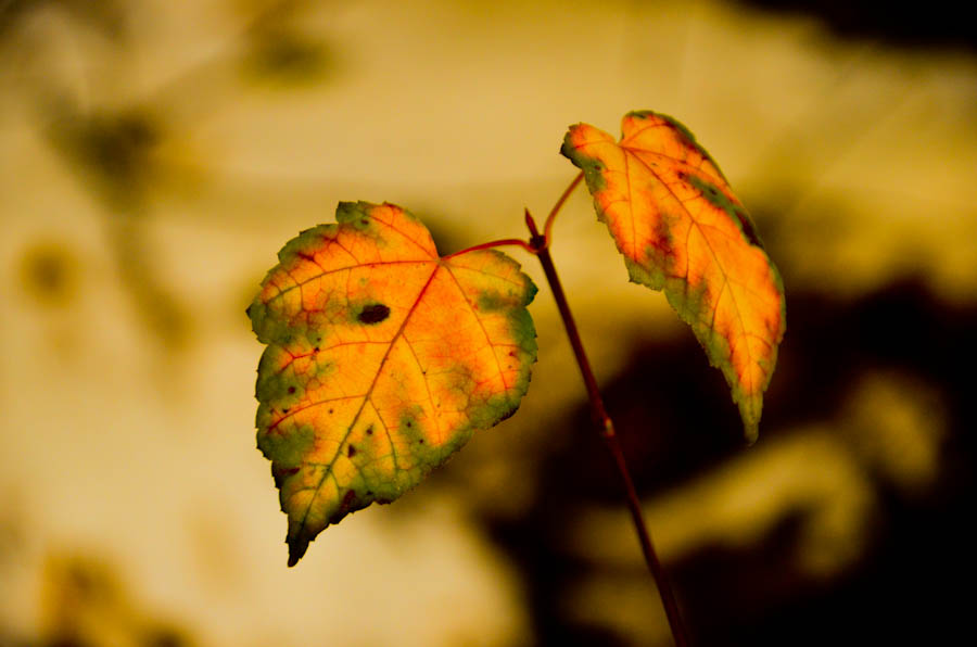 DSC_0411.jpg