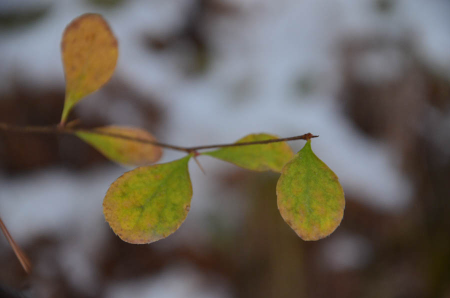 DSC_0412.jpg