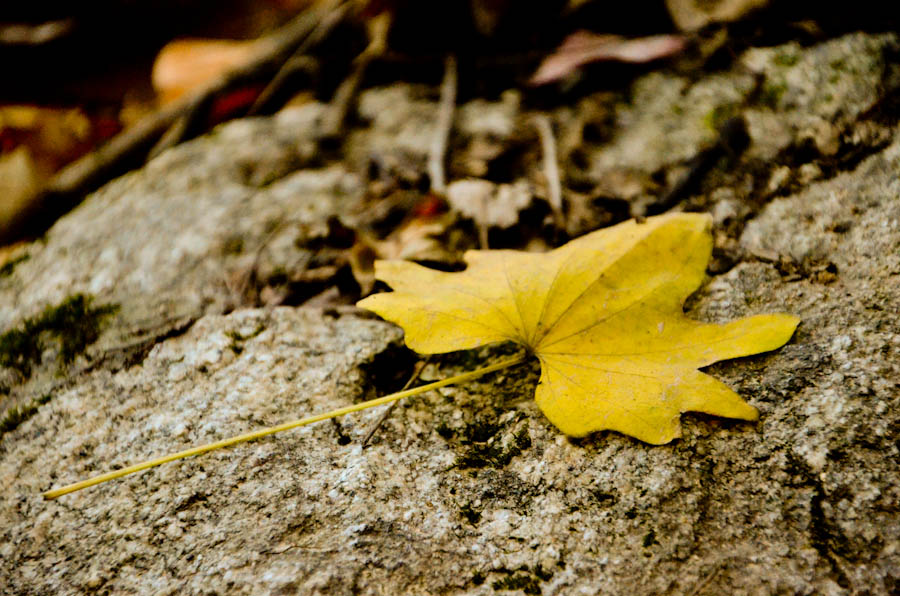 DSC_0521.jpg