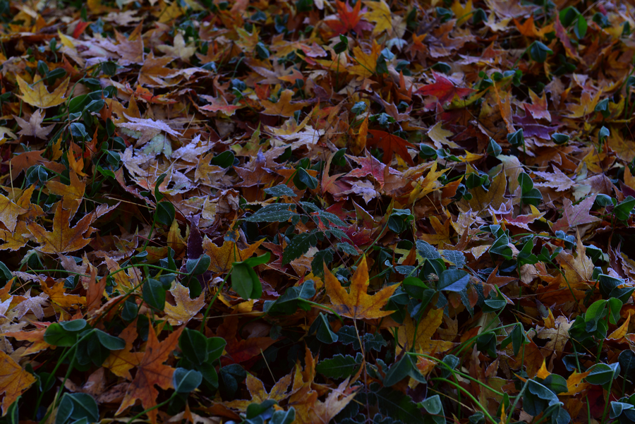 1DSC_2365.jpg