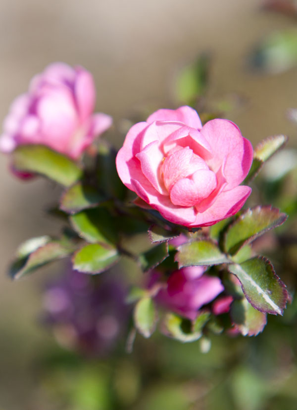 DSC_1656.jpg