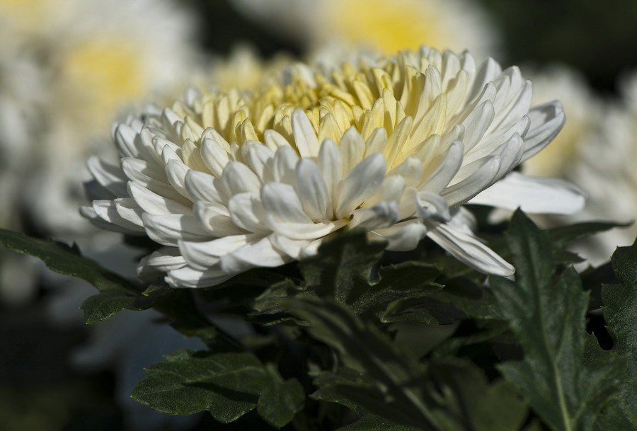 DSC_3809.JPG